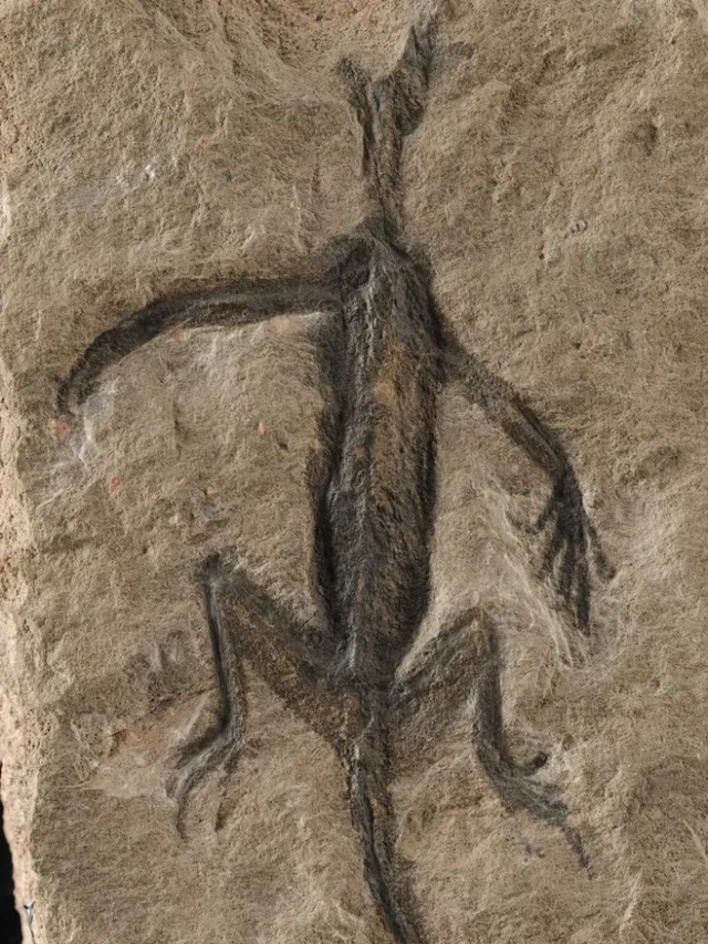 280-Million-Year-Old Hoax: “Rare” Fossil is Paint